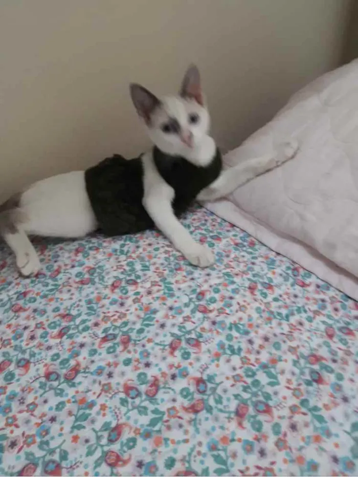 Gato ra a Srd idade 2 a 6 meses nome Rob