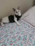 Rob