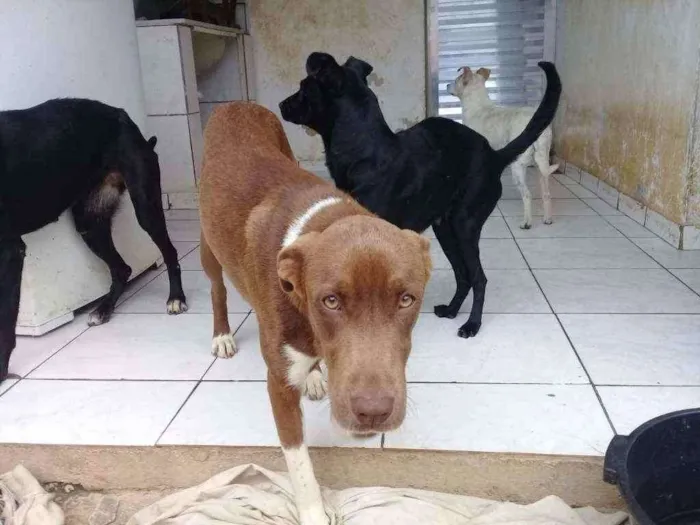 Cachorro ra a  idade 1 ano nome Luna