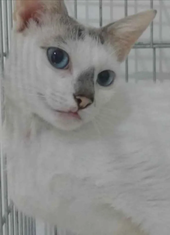 Cachorro ra a Srd idade 1 ano nome Catarina e Valentina