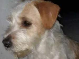 Cachorro raça SRD idade 1 ano nome Estopinha
