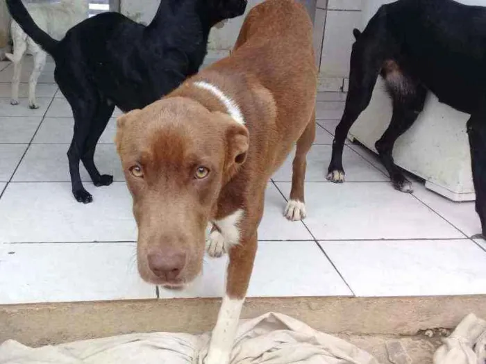 Cachorro ra a  idade 1 ano nome Luna