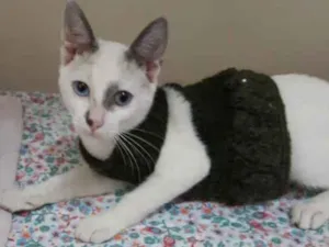 Gato raça Srd idade 2 a 6 meses nome Rob