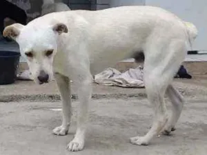 Cachorro raça  idade 1 ano nome Luppy