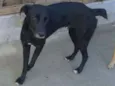 Duk