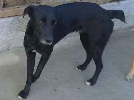 Cachorro ra a  idade 1 ano nome Duk