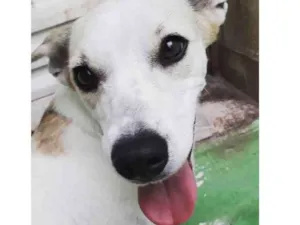 Cachorro raça SRD idade 1 ano nome Frida