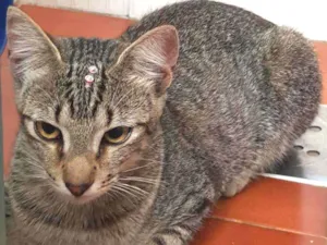 Gato raça SRD idade 7 a 11 meses nome Amora 