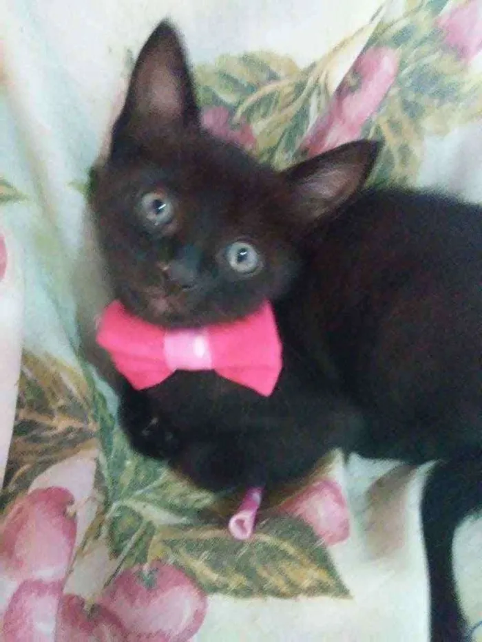 Gato ra a Comum idade 2 a 6 meses nome Pérola