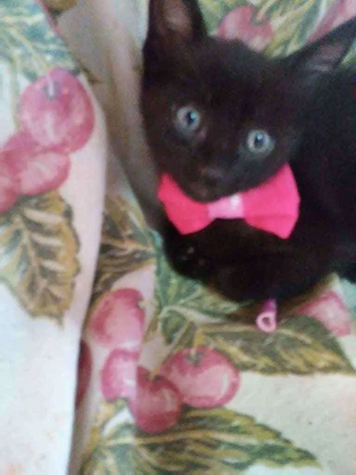Gato ra a Comum idade 2 a 6 meses nome Pérola