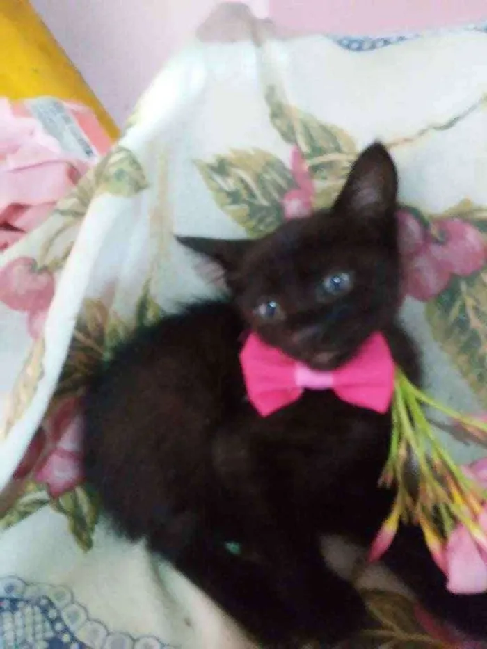 Gato ra a Comum idade 2 a 6 meses nome Pérola