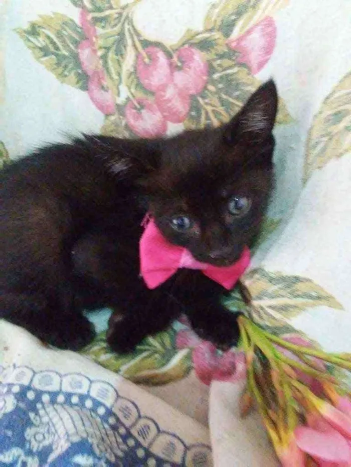 Gato ra a Comum idade 2 a 6 meses nome Pérola