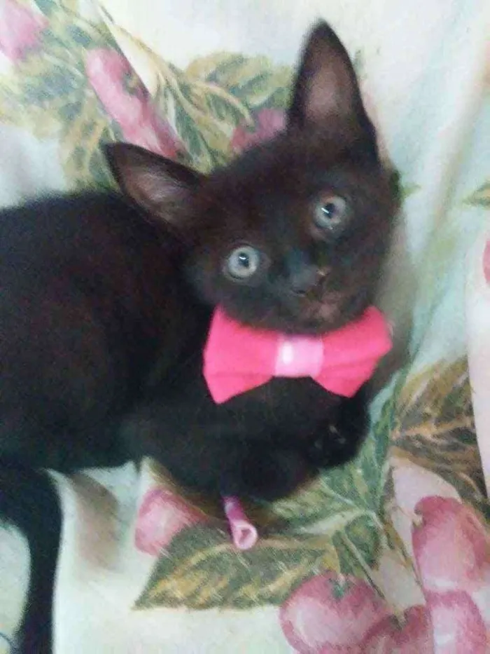 Gato ra a Comum idade 2 a 6 meses nome Pérola