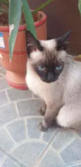 Mel