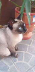 Mel