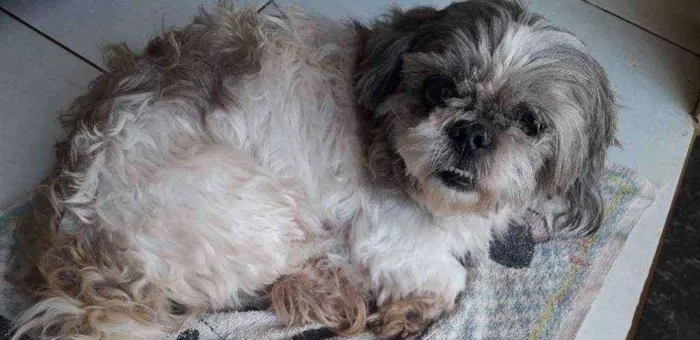 Cachorro raça Shih-tzu idade  nome Bidu