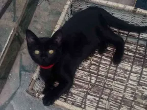 Gato raça SRD idade 2 a 6 meses nome Eva 