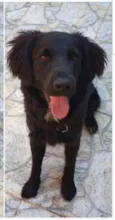 Brutus 