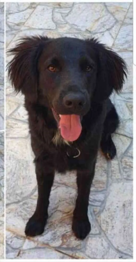 Cachorro ra a SRD idade 7 a 11 meses nome Brutus 