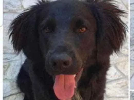 Cachorro ra a SRD idade 7 a 11 meses nome Brutus 