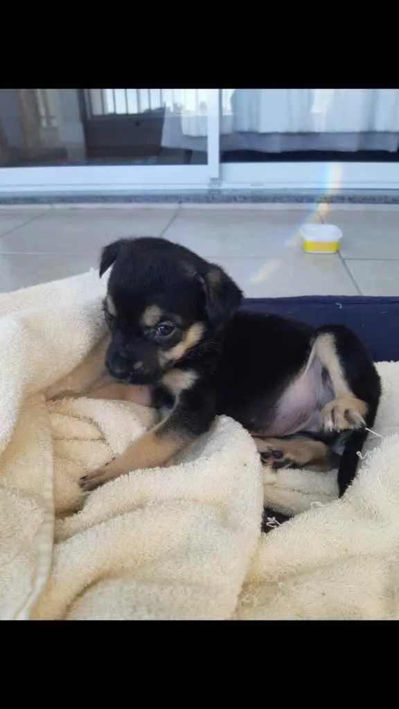 Cachorro ra a SRD idade Abaixo de 2 meses nome Laurinha