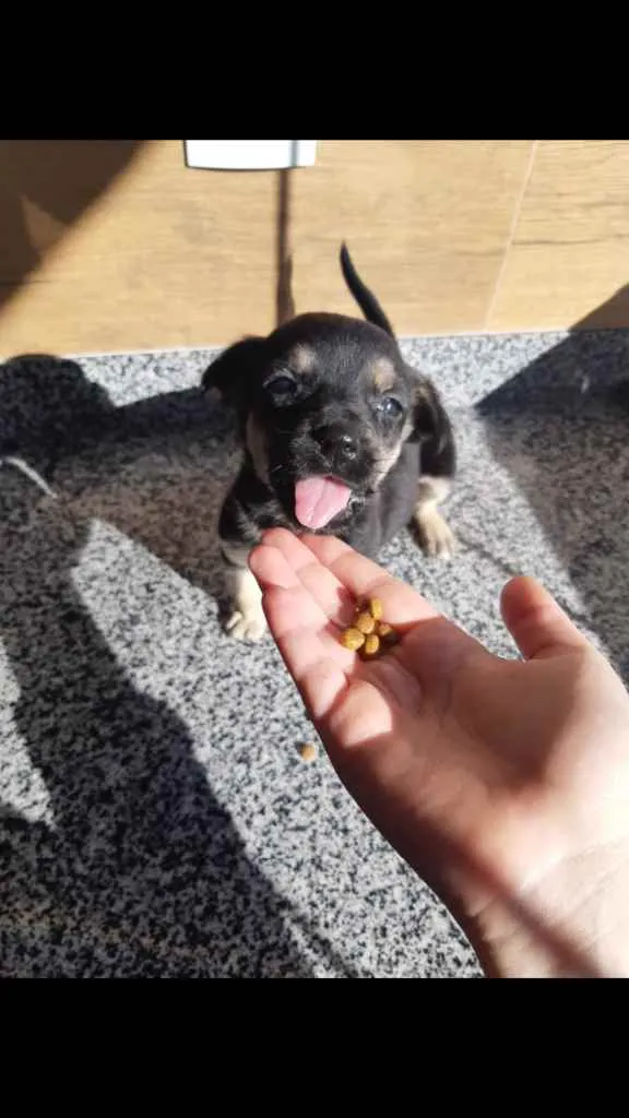 Cachorro ra a SRD idade Abaixo de 2 meses nome Laurinha