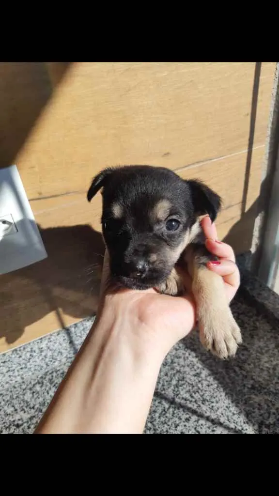 Cachorro ra a SRD idade Abaixo de 2 meses nome Laurinha