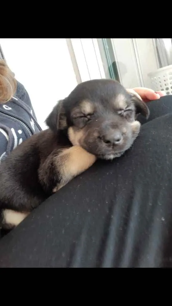 Cachorro ra a SRD idade Abaixo de 2 meses nome Laurinha