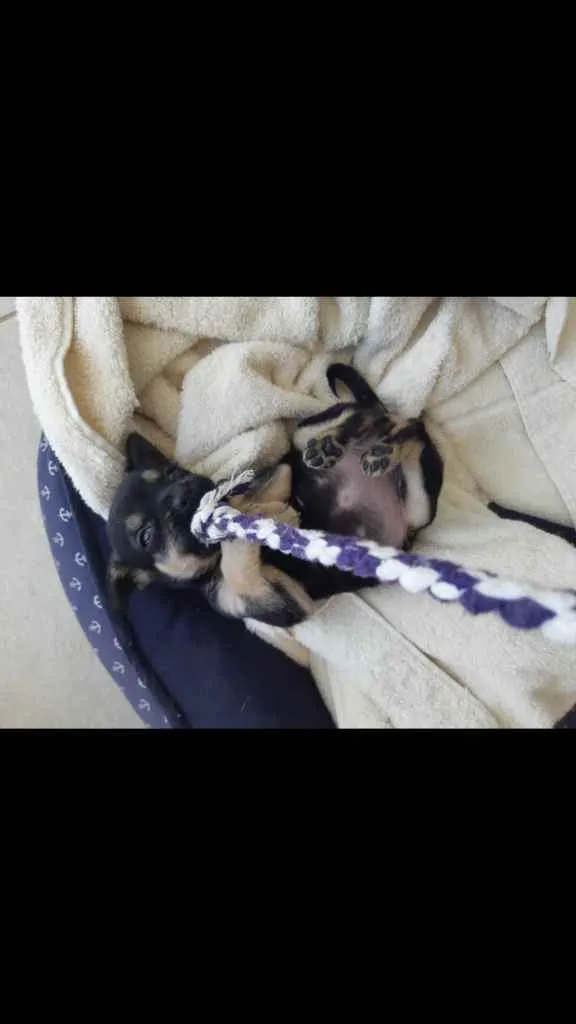 Cachorro ra a SRD idade Abaixo de 2 meses nome Laurinha