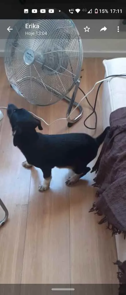 Cachorro ra a Vira lata idade 2 a 6 meses nome Sem nome