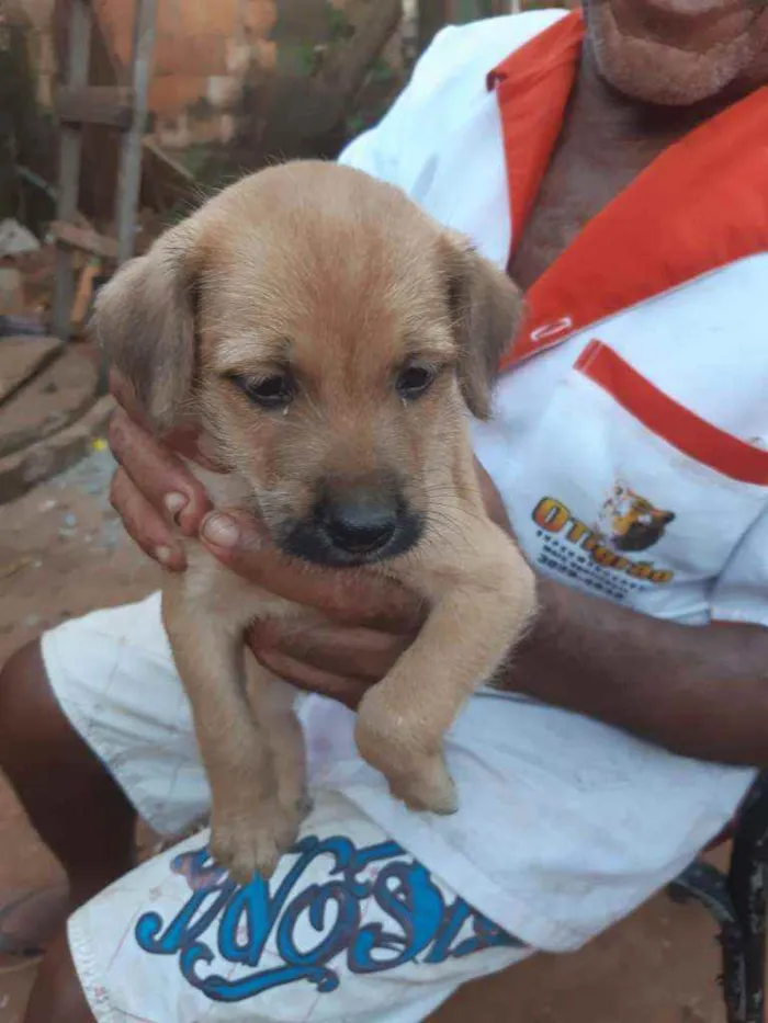 Cachorro ra a SRD idade Abaixo de 2 meses nome Filhotinho