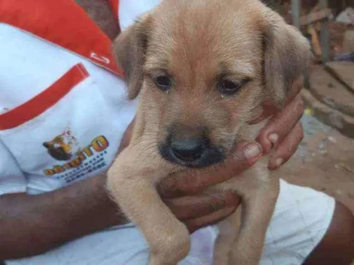 Cachorro ra a SRD idade Abaixo de 2 meses nome Filhotinho