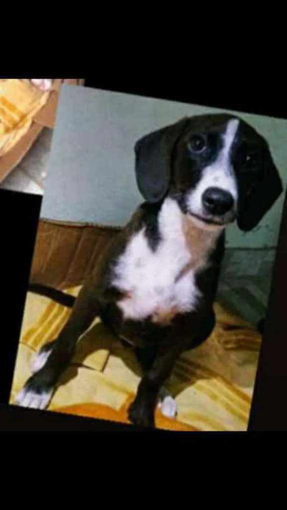 Cachorro ra a Vira lata idade 2 a 6 meses nome .
