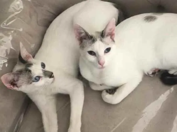 Gato ra a Srd idade 1 ano nome Valentina e Catarina