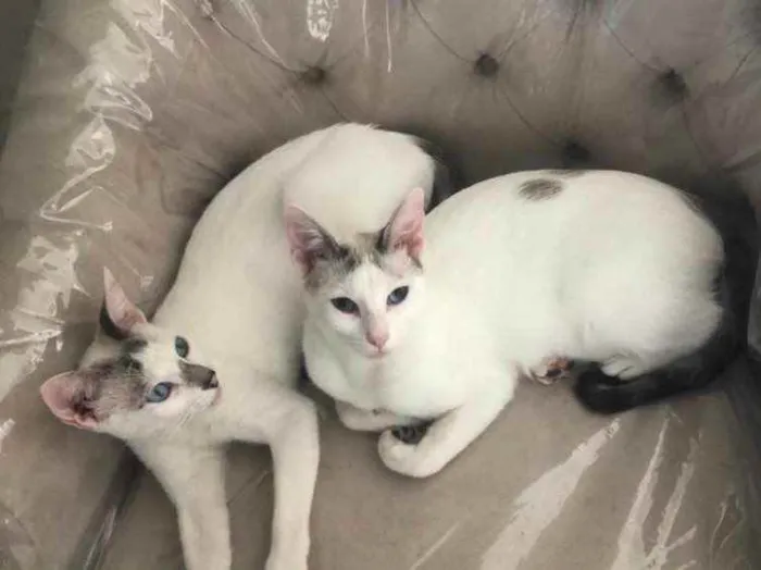 Gato ra a Srd idade 1 ano nome Valentina e Catarina