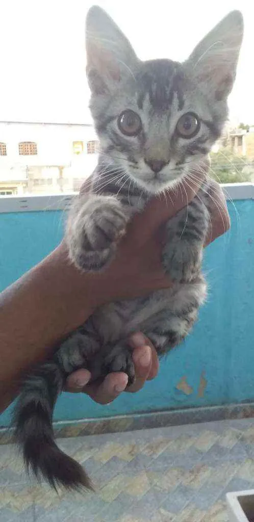 Gato ra a Sem raça  idade Abaixo de 2 meses nome Tigrado