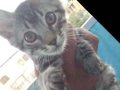 Gato ra a Sem raça  idade Abaixo de 2 meses nome Tigrado