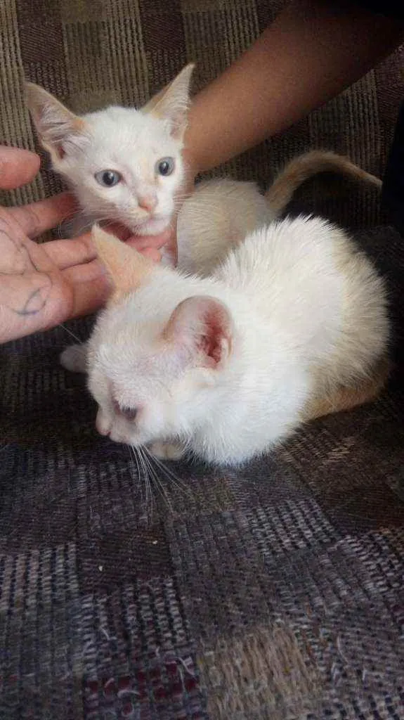 Gato ra a  idade 2 a 6 meses nome Sem nome