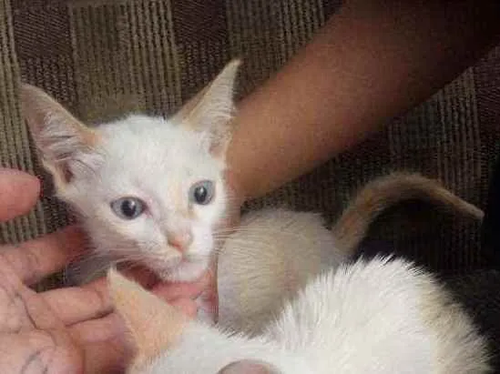Gato ra a  idade 2 a 6 meses nome Sem nome