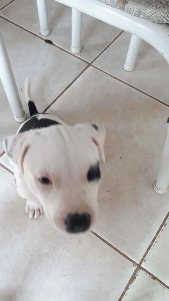 Cachorro ra a Pitbull  idade 2 a 6 meses nome SHURI