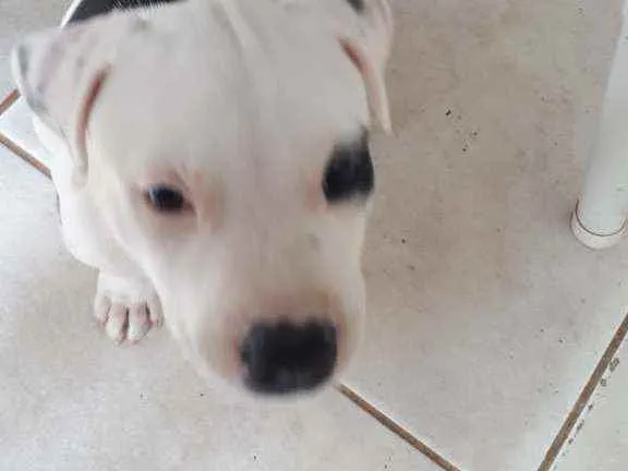 Cachorro ra a Pitbull  idade 2 a 6 meses nome SHURI