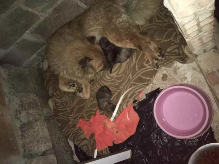 Cachorro raça Vira lata idade Abaixo de 2 meses nome Tem nome não 