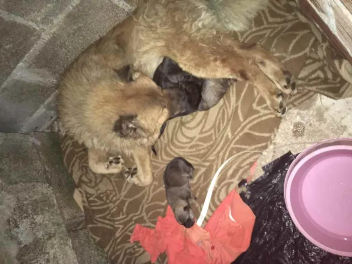 Cachorro raça Vira lata idade Abaixo de 2 meses nome Tem nome não 