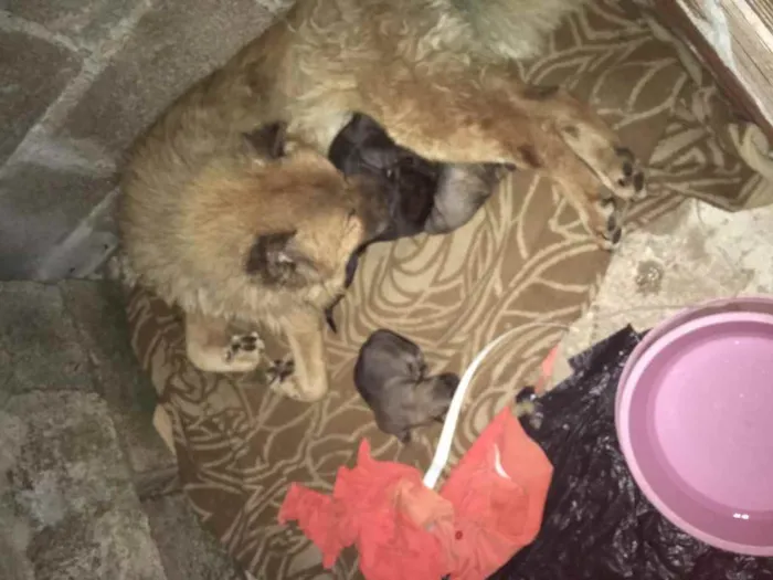 Cachorro raça Vira lata idade Abaixo de 2 meses nome Tem nome não 