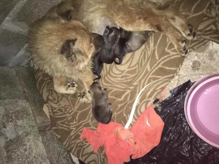 Cachorro raça Vira lata idade Abaixo de 2 meses nome Tem nome não 