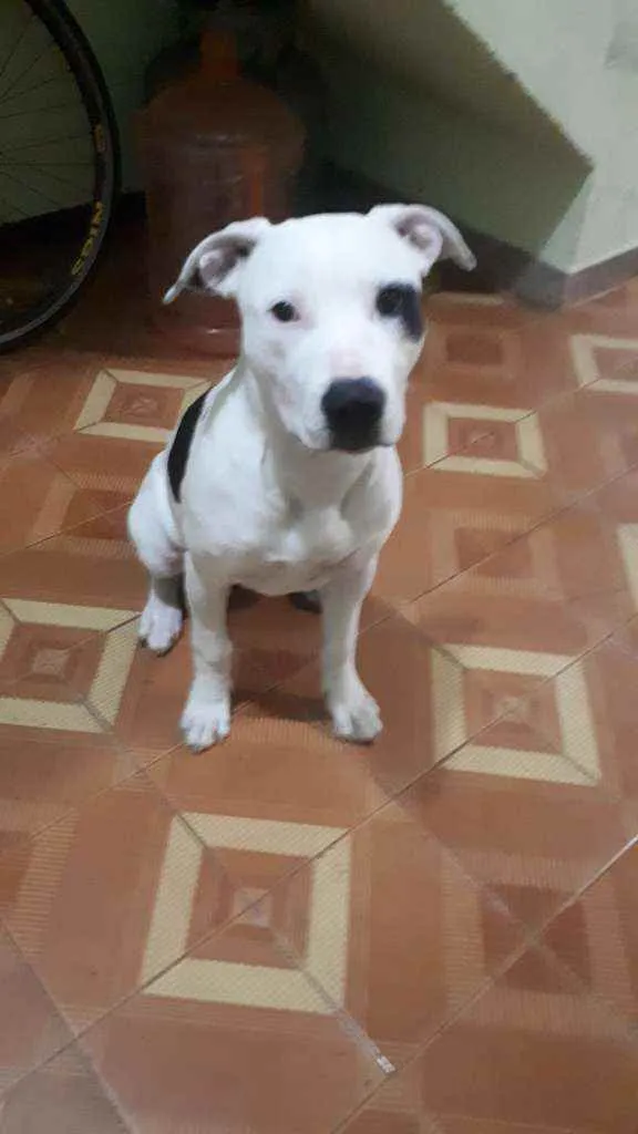Cachorro ra a Pitbull  idade 2 a 6 meses nome SHURI