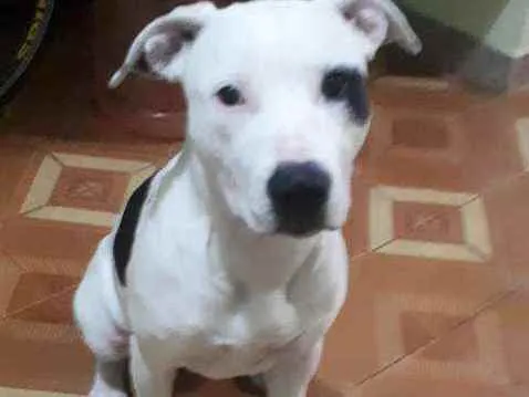 Cachorro ra a Pitbull  idade 2 a 6 meses nome SHURI