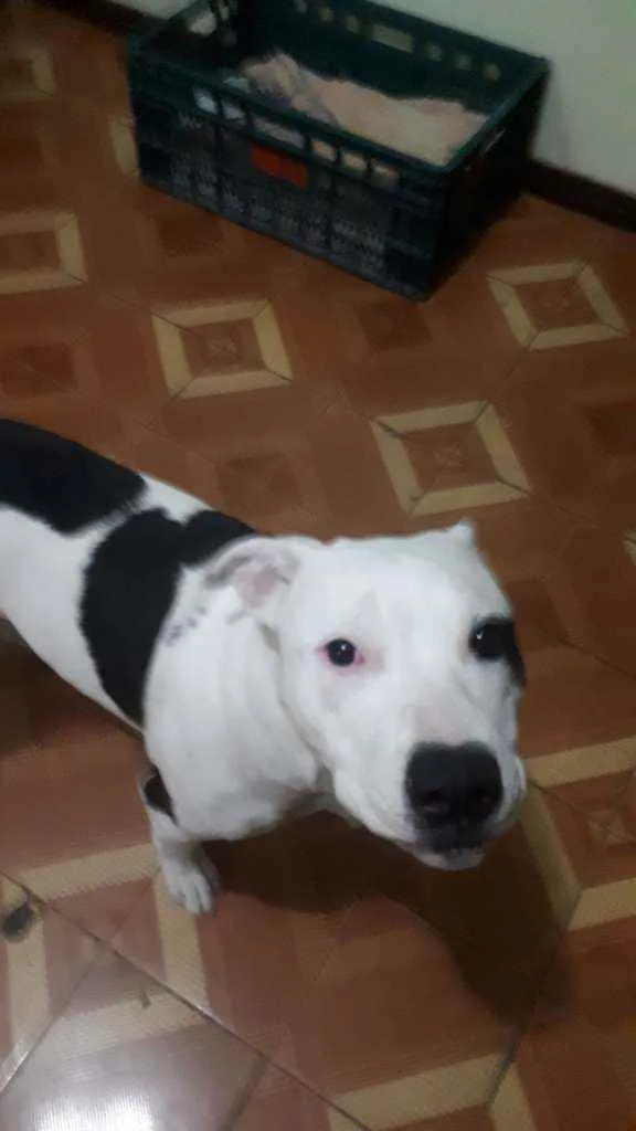 Cachorro ra a Pitbull  idade 2 a 6 meses nome SHURI