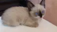 Sumire