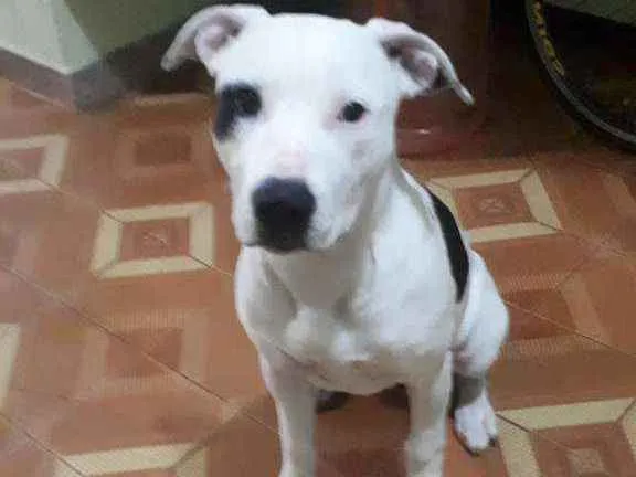 Cachorro ra a Pitbull  idade 2 a 6 meses nome SHURI